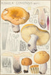 Russula constans - Hans Baldung — vista dell’opera