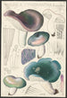 Russula cyanoxantha Schaeffer - Hans Baldung — vista dell’opera