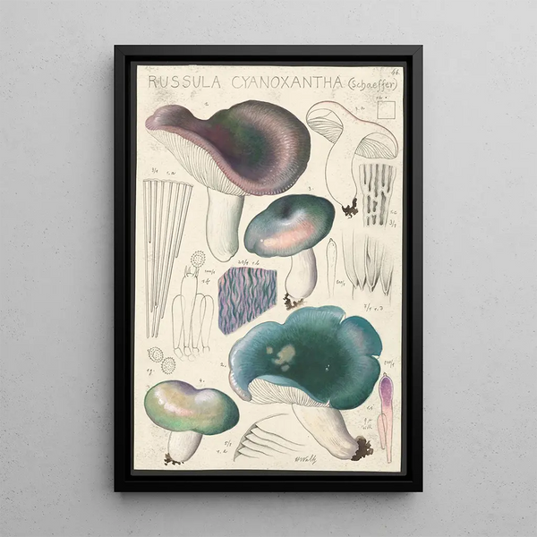Russula cyanoxantha Schaeffer - Hans Baldung — quadro incorniciato alla parete