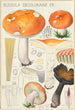 Russula decolorans Fr - Hans Baldung — vista dell’opera