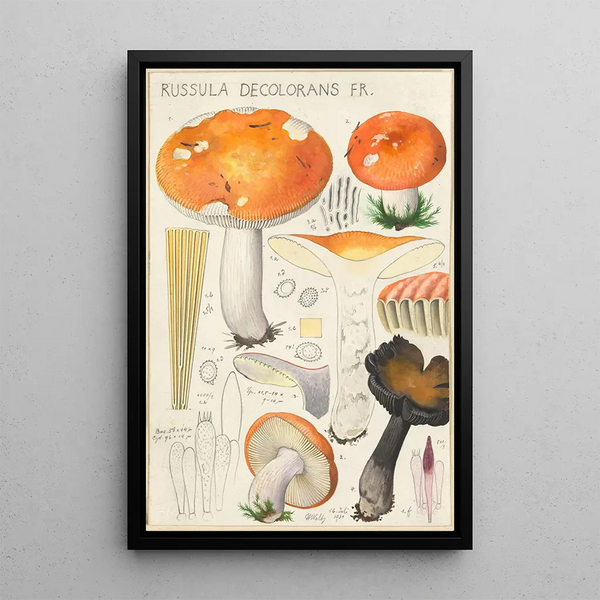 Russula decolorans Fr - Hans Baldung — quadro incorniciato alla parete