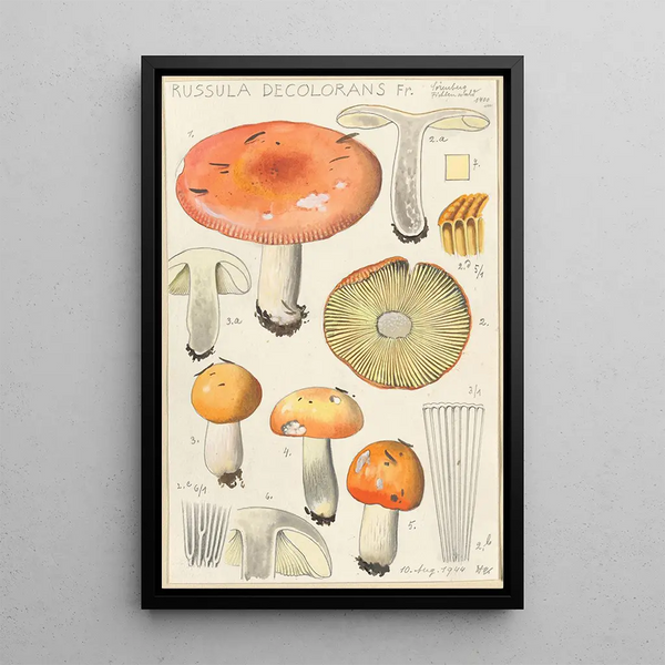 Russula decolorans - Hans Baldung — quadro incorniciato alla parete
