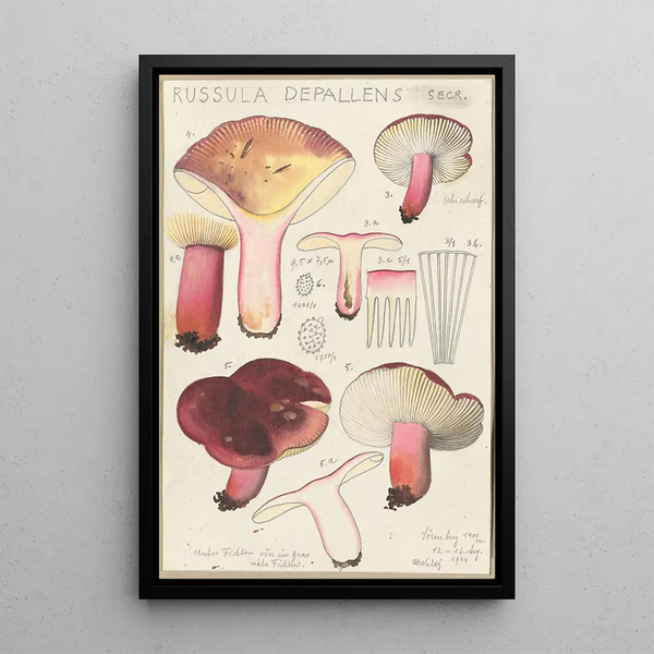 Russula depallens - Hans Baldung — quadro incorniciato alla parete