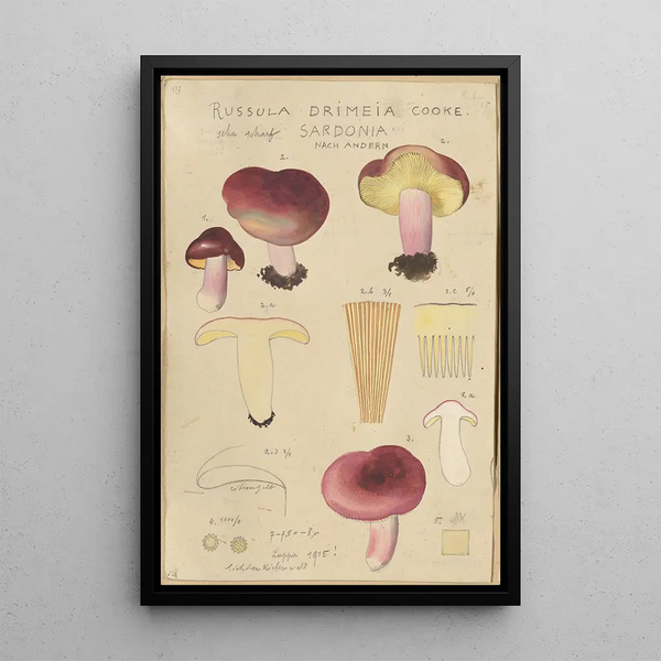 Russula drimeia - Hans Baldung — quadro incorniciato alla parete