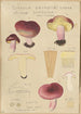 Russula drimeia - Hans Baldung — vista dell’opera