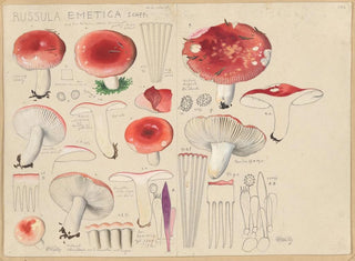Russula emetica - Hans Baldung — vista dell’opera