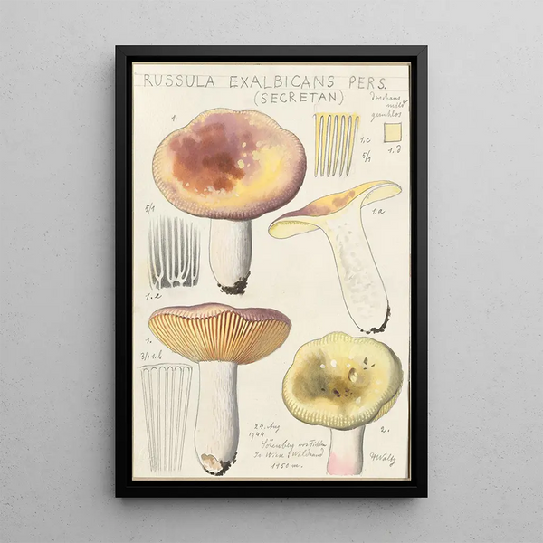 Russula exalbicans - Hans Baldung — quadro incorniciato alla parete