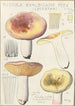 Russula exalbicans - Hans Baldung — vista dell’opera