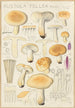 Russula fellea - Hans Baldung — vista dell’opera
