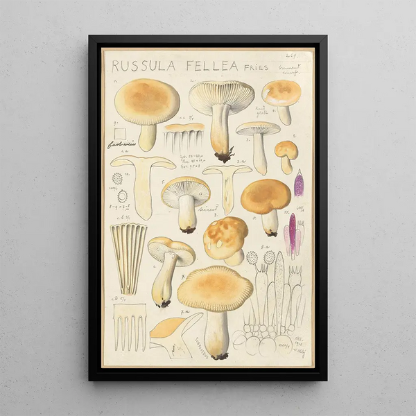 Russula fellea - Hans Baldung — quadro incorniciato alla parete