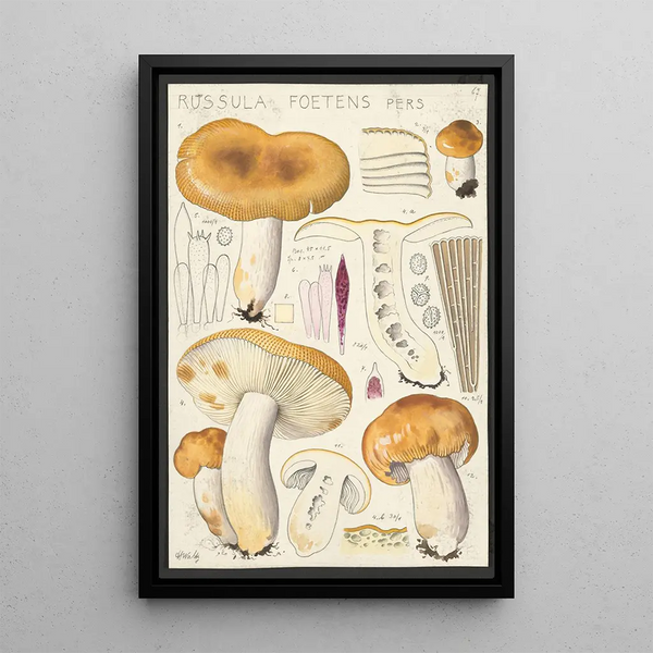 Russula foetens Pers - Hans Baldung — quadro incorniciato alla parete