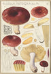 Russula integra - Hans Baldung — vista dell’opera