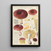Russula integra - Hans Baldung — quadro incorniciato alla parete