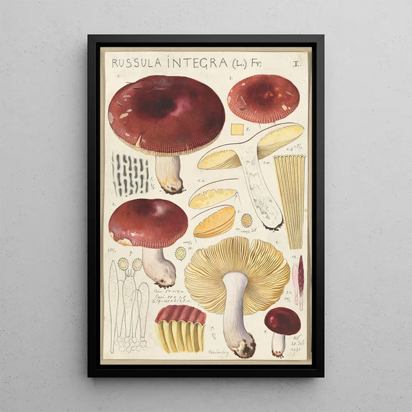Russula integra - Hans Baldung — quadro incorniciato alla parete