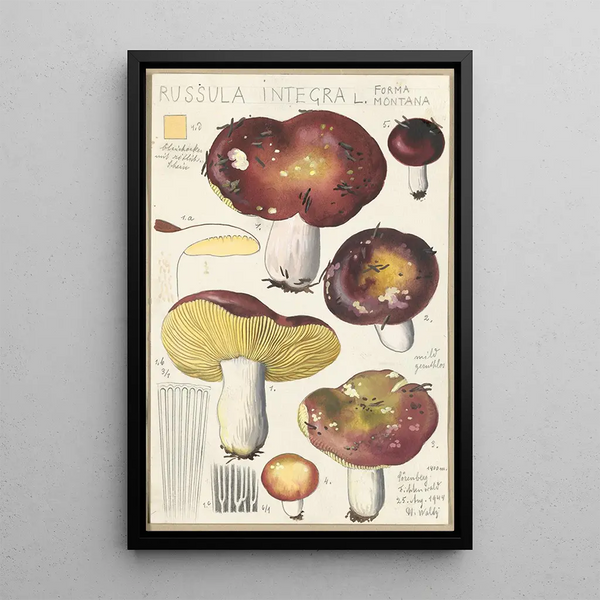 Russula integra L Forma montana - Hans Baldung — quadro incorniciato alla parete