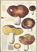 Russula integra L Forma montana - Hans Baldung — vista dell’opera