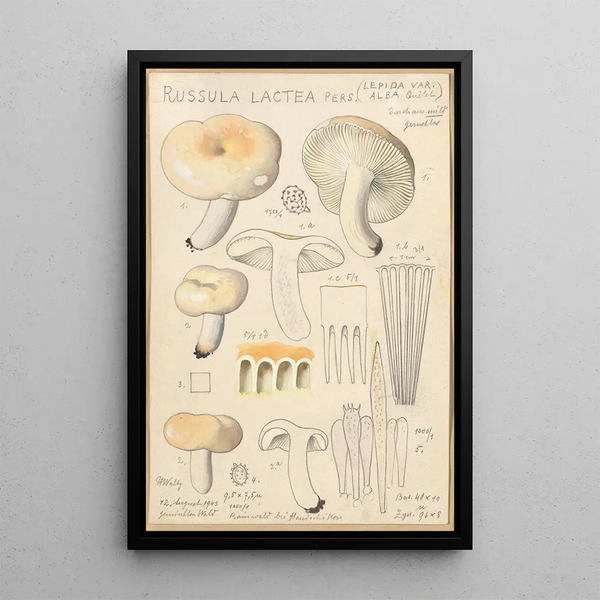 Russula lactea - Hans Baldung — quadro incorniciato alla parete