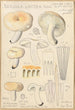 Russula lactea - Hans Baldung — vista dell’opera