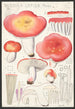 Russula lepida Fries - Hans Baldung — vista dell’opera