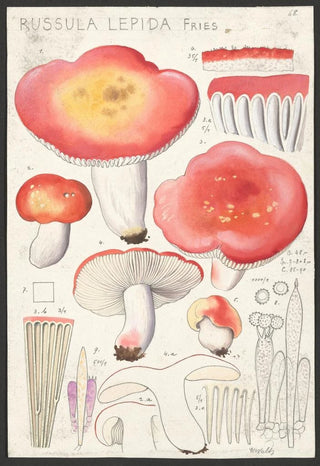 Hans Walty - Russula lepida Fries.webp