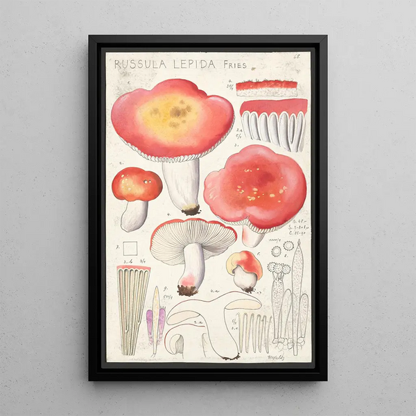 Russula lepida Fries - Hans Baldung — quadro incorniciato alla parete