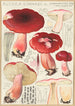 Russula linnaei - Hans Baldung — vista dell’opera