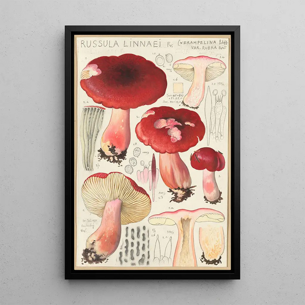 Russula linnaei - Hans Baldung — quadro incorniciato alla parete