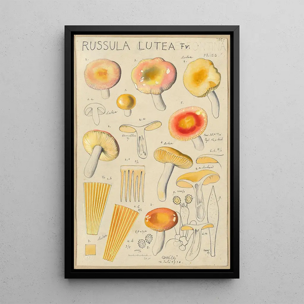 Russula lutea - Hans Baldung — quadro incorniciato alla parete