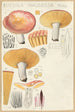 Russula nauseosa - Hans Baldung — vista dell’opera