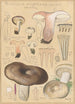 Russula nigricans - Hans Baldung — vista dell’opera
