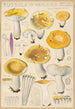 Russula ochroleuca - Hans Baldung — vista dell’opera
