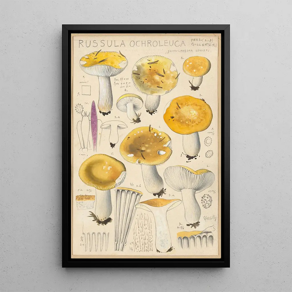 Russula ochroleuca - Hans Baldung — quadro incorniciato alla parete