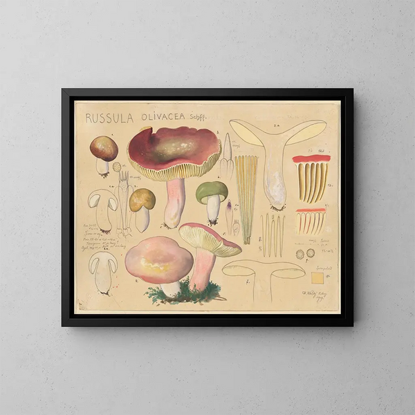 Russula olivacea - Hans Baldung — quadro incorniciato alla parete