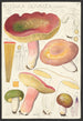 Russula olivacea schff - Hans Baldung — vista dell’opera
