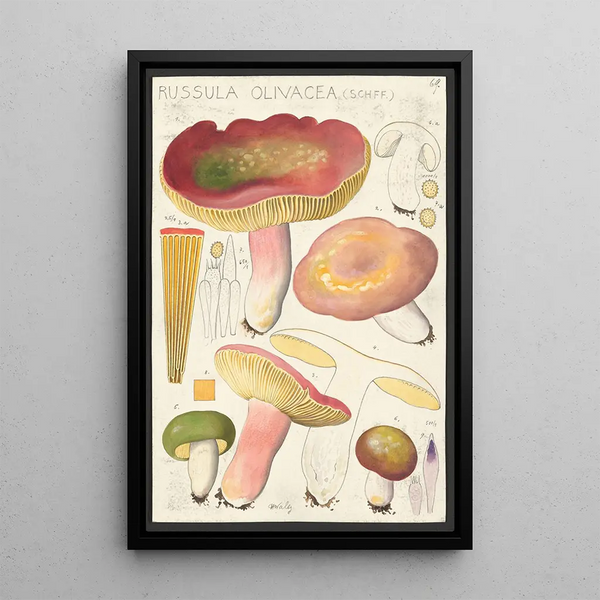 Russula olivacea schff - Hans Baldung — quadro incorniciato alla parete