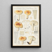 Russula pectinata - Hans Baldung — quadro incorniciato alla parete