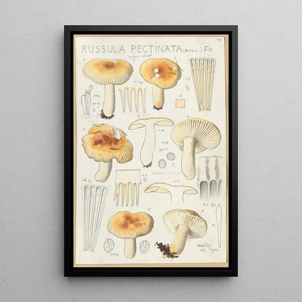 Russula pectinata - Hans Baldung — quadro incorniciato alla parete
