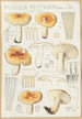 Russula pectinata - Hans Baldung — vista dell’opera