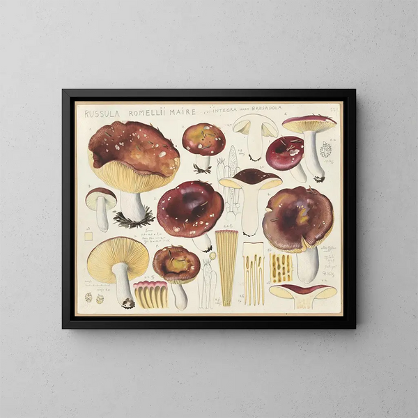 Russula romellii - Hans Baldung — quadro incorniciato alla parete