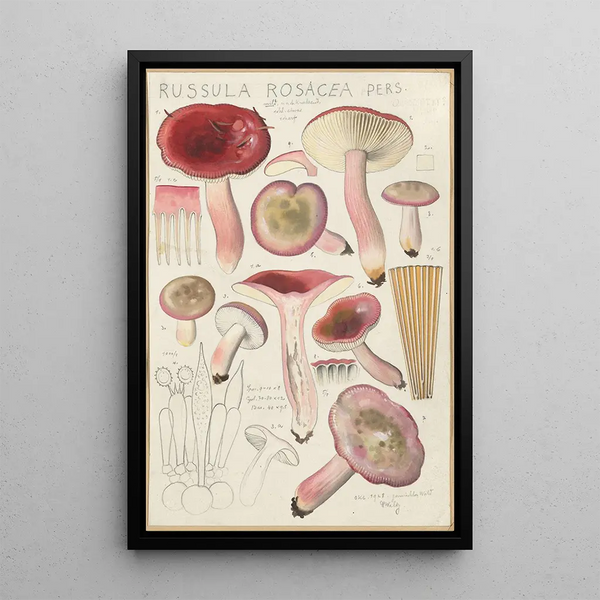 Russula rosacea - Hans Baldung — quadro incorniciato alla parete
