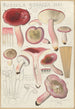 Russula rosacea - Hans Baldung — vista dell’opera
