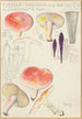 Russula sardonia - Hans Baldung — vista dell’opera