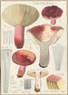 Russula secretan - Hans Baldung — vista dell’opera
