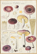 Russula turci - Hans Baldung — vista dell’opera