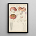 Russula vesca - Hans Baldung — quadro incorniciato alla parete