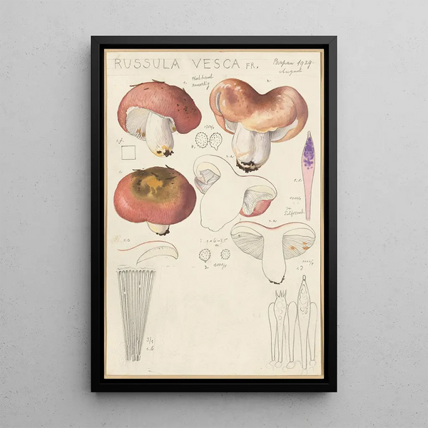 Russula vesca - Hans Baldung — quadro incorniciato alla parete
