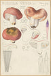 Russula vesca - Hans Baldung — vista dell’opera