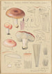 Russula vesca subsp Depallens singer - Hans Baldung — vista dell’opera