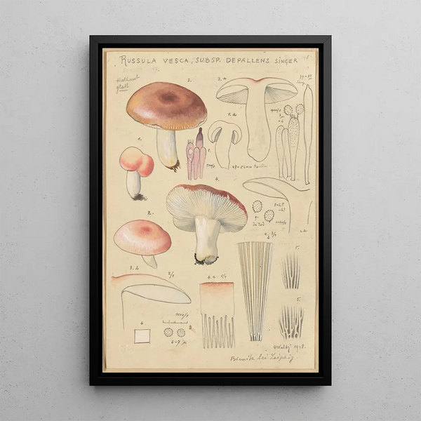 Russula vesca subsp Depallens singer - Hans Baldung — quadro incorniciato alla parete