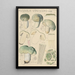 Russula virescens - Hans Baldung — quadro incorniciato alla parete